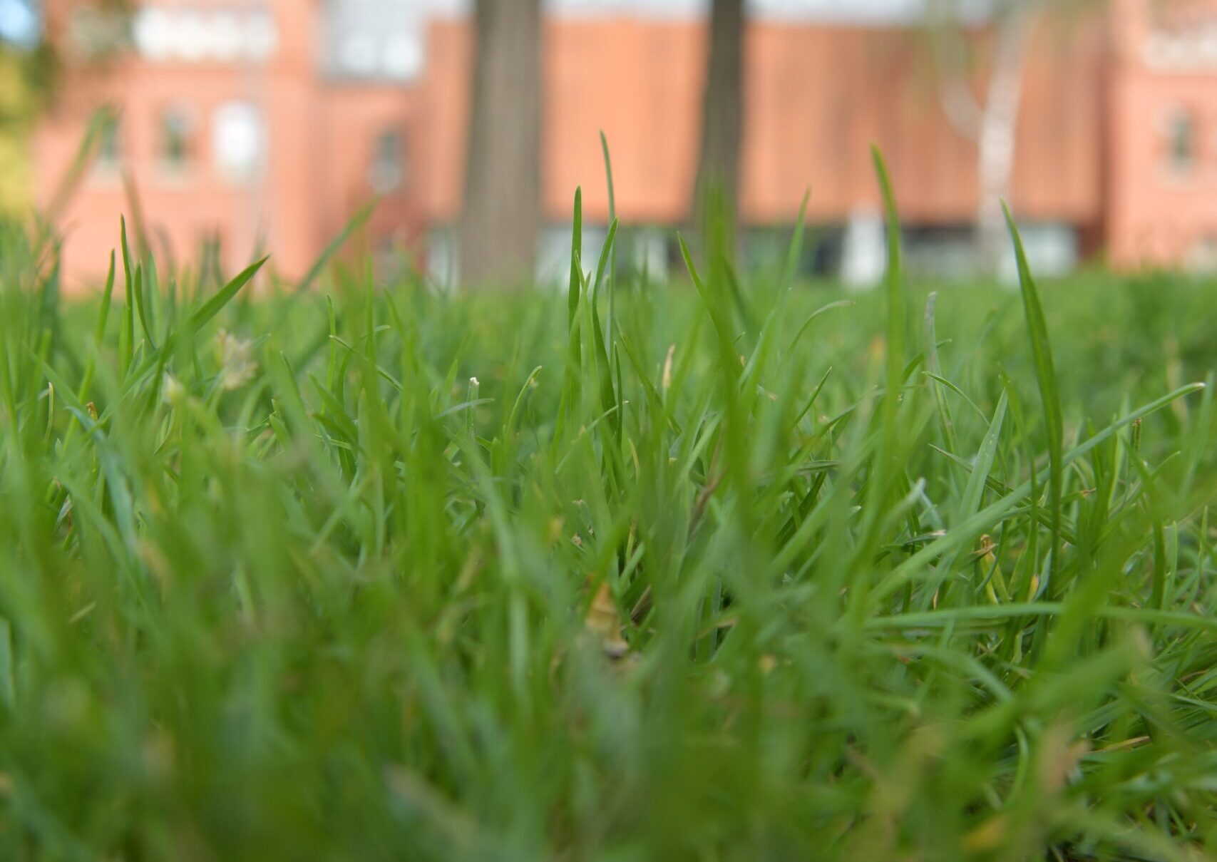 芝 の中の草管理は大変 張芝からの防草対策 防草の友